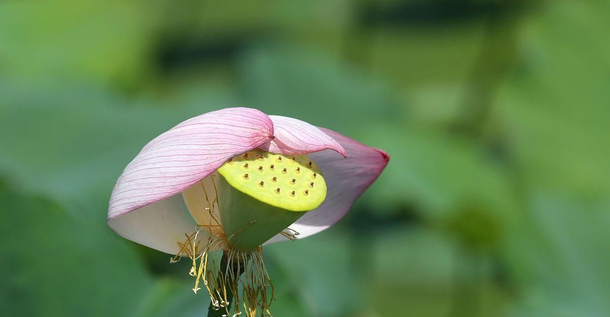 为自己爱的人|7月爱不随意, 勇往直前, 舍弃旧爱, 迎来新欢的3个星座