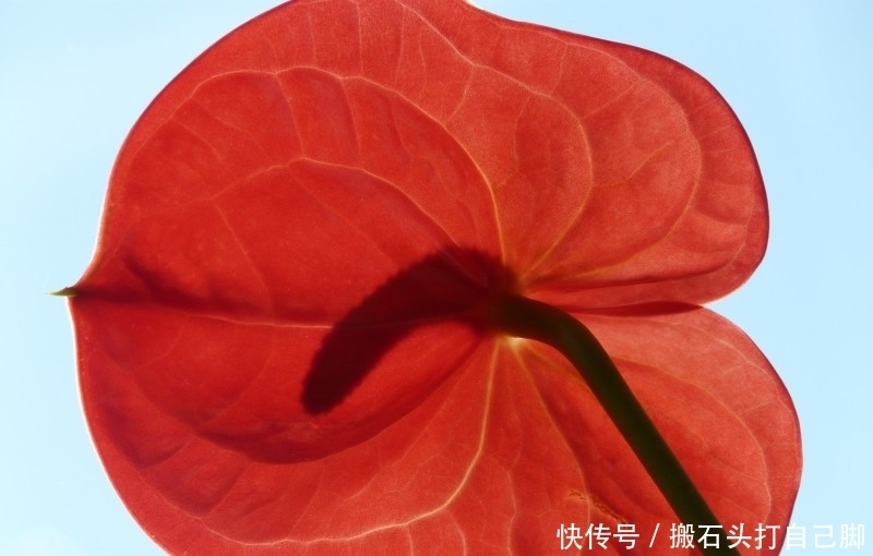 相随|9月桃花绚烂,将和和美美到白头,真爱到老永相随的四大生肖!