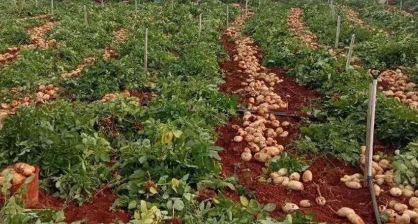  产量|土豆种植巧用四个小妙招，结的多、个头大，果面光滑产量高
