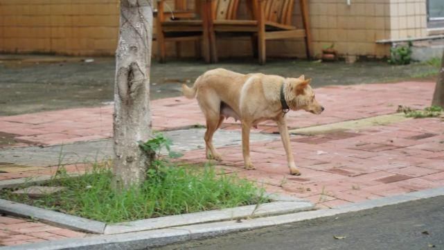 曝光|曝光台 | 文明养宠不能掉“链子”