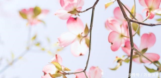 排行榜|十二星座女颜值排行榜,双鱼很可爱,第一名当之无愧