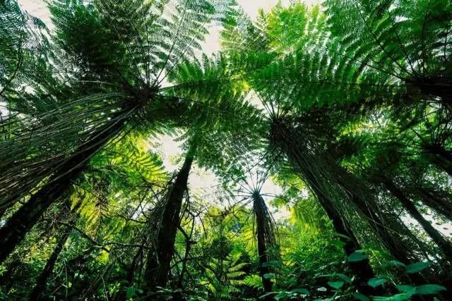 【好消息】全国森林康养基地--我县也有