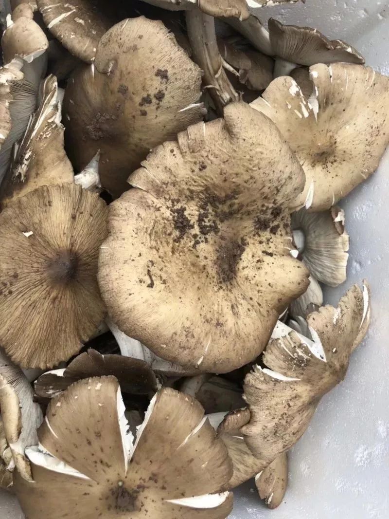  斗鸡|就问你晓得仁寿“斗鸡公”不？