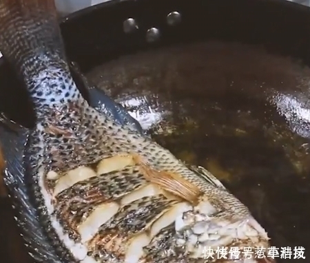 营养|唯一让中国吃货退却的鱼营养比甲鱼高,全身是宝,只要4元一斤