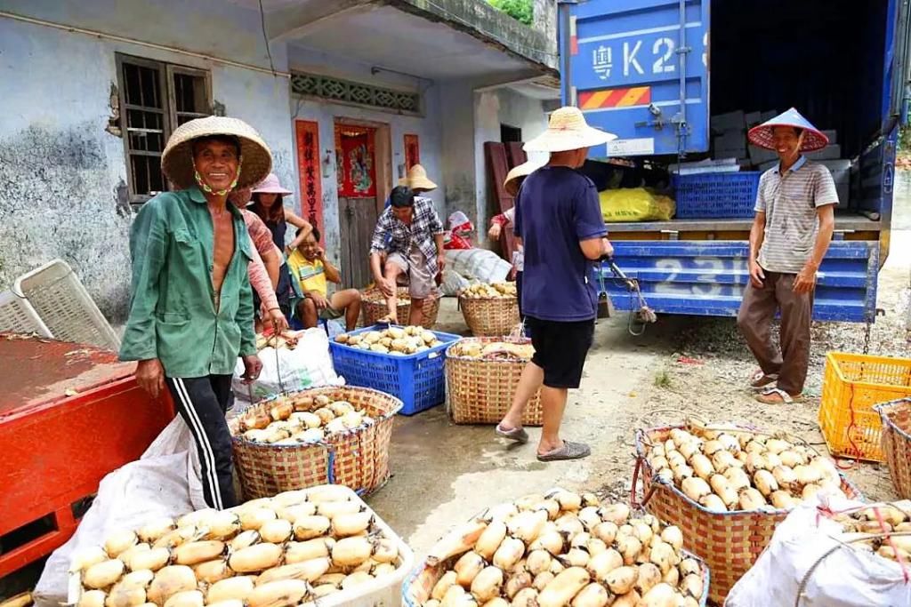  湛江市坡头区摄影协|映日荷花醉「乾塘」