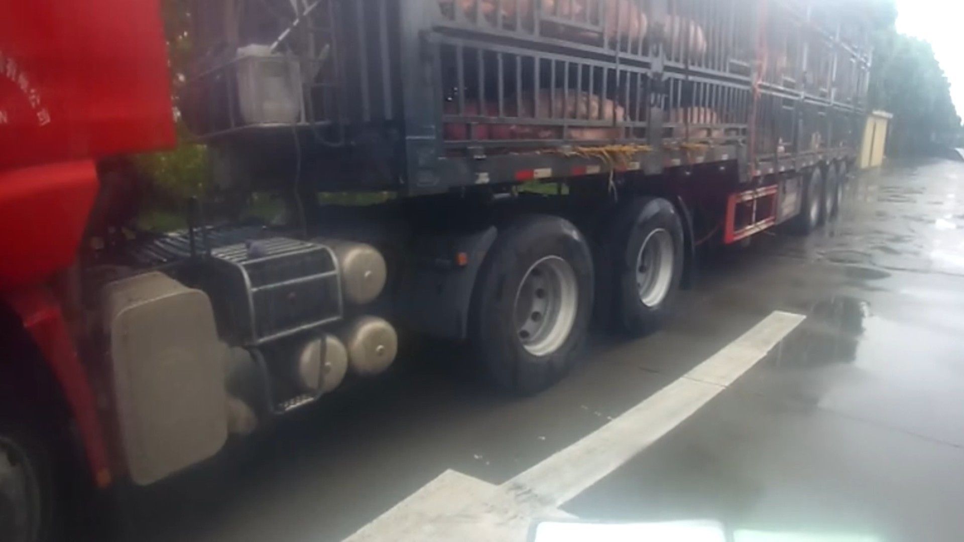  跳车|一头几百斤的猪高速跳车 民警紧急救助