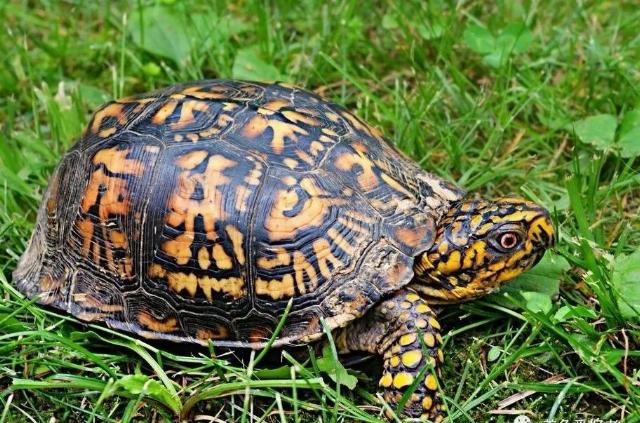 合格|快来看看，你是否可以成为一个合格的养龟人？