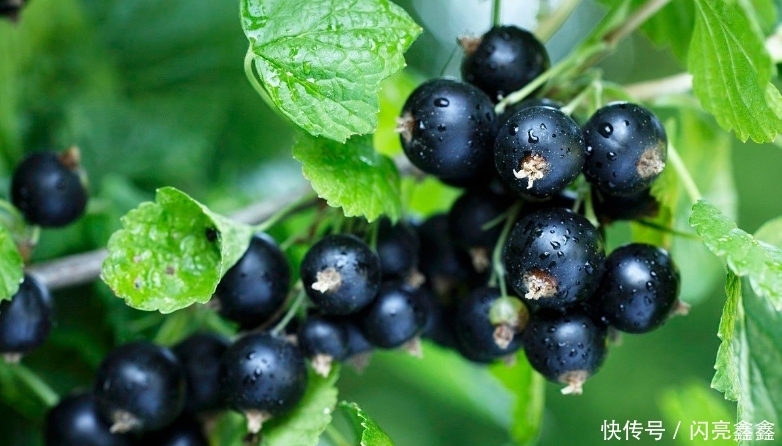 变平|立秋后,晚上当零食吃一把,大肚子变平了,保肝护肝,气色更红润