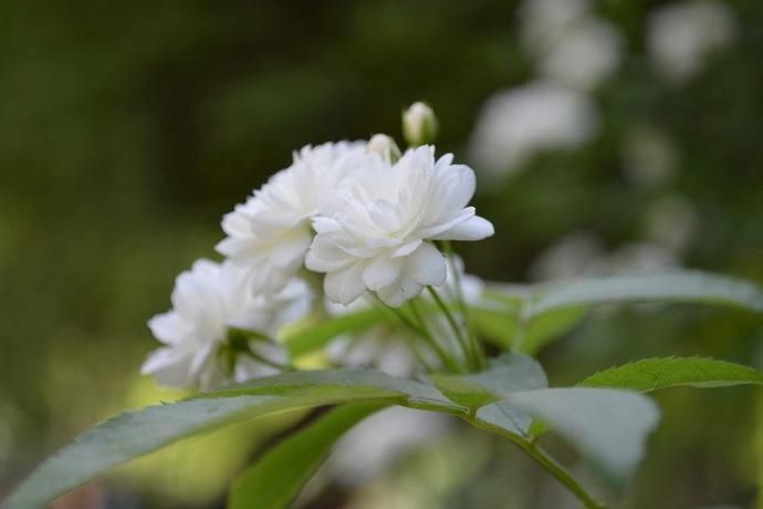 熟悉|初识寡言少语，熟悉了之后像话痨般的星座，还真是两副面孔呢