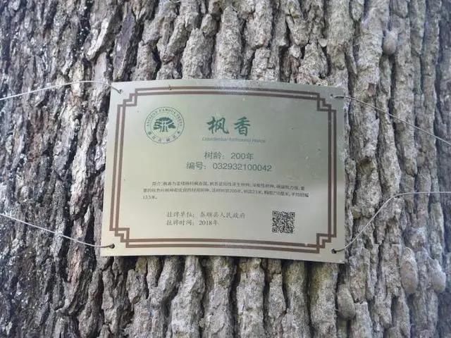  宝树|割树皮灌除草剂，一棵风水宝树“惨遭谋害”是谁狠心下毒手