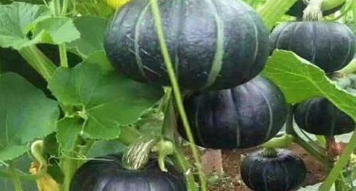 清理|秋天来了，适合常吃的食物，祛皱抗衰，改善体质，清理体内毒素