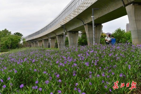 地铁线还是公园？将通车的这条地铁一绿到底