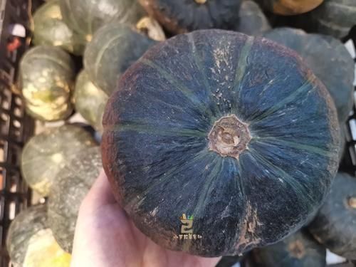  南瓜|立秋吃南瓜，老农教你专门挑“老”南瓜，又甜又糯，怎么做都好吃