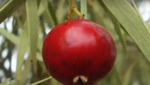 形态|水果的原始形态,面对这样的西瓜,夏天你还会想喝西瓜汁吗