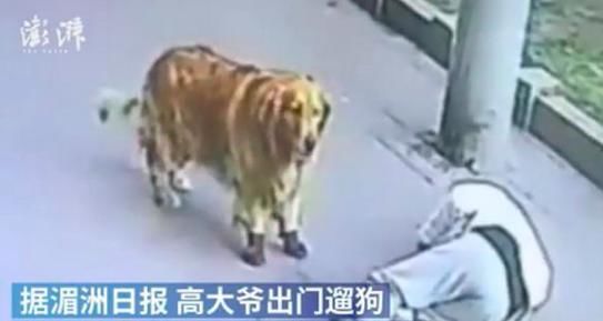  看哭|看哭了……狗妈妈不顾阻拦跳入洪水救宝宝