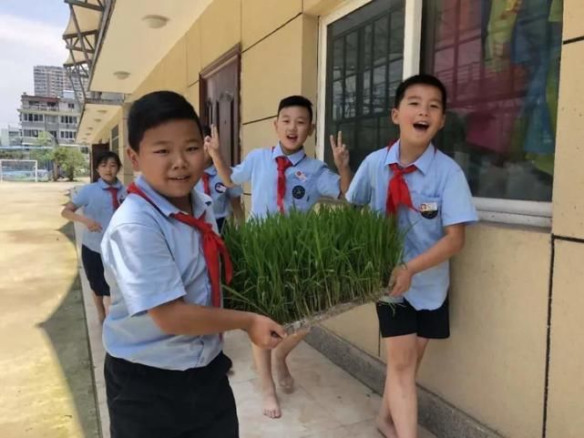  试验|一所小学的11年新劳动教育试验：每个班种两畦农田，从一粒稻谷的长成体味生命