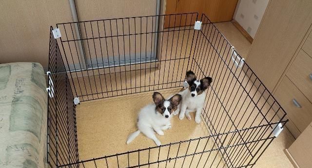  担心|狗对每个人都看得很好，他把他们都当作主人吗？别担心