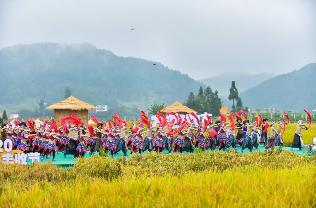 声音|假如丰收有声音，一定是这样婶儿的