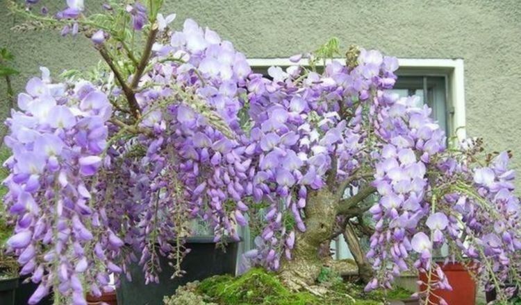  花香|养花试试这几款，花开繁盛花香怡人，寓意吉祥，漂亮好养