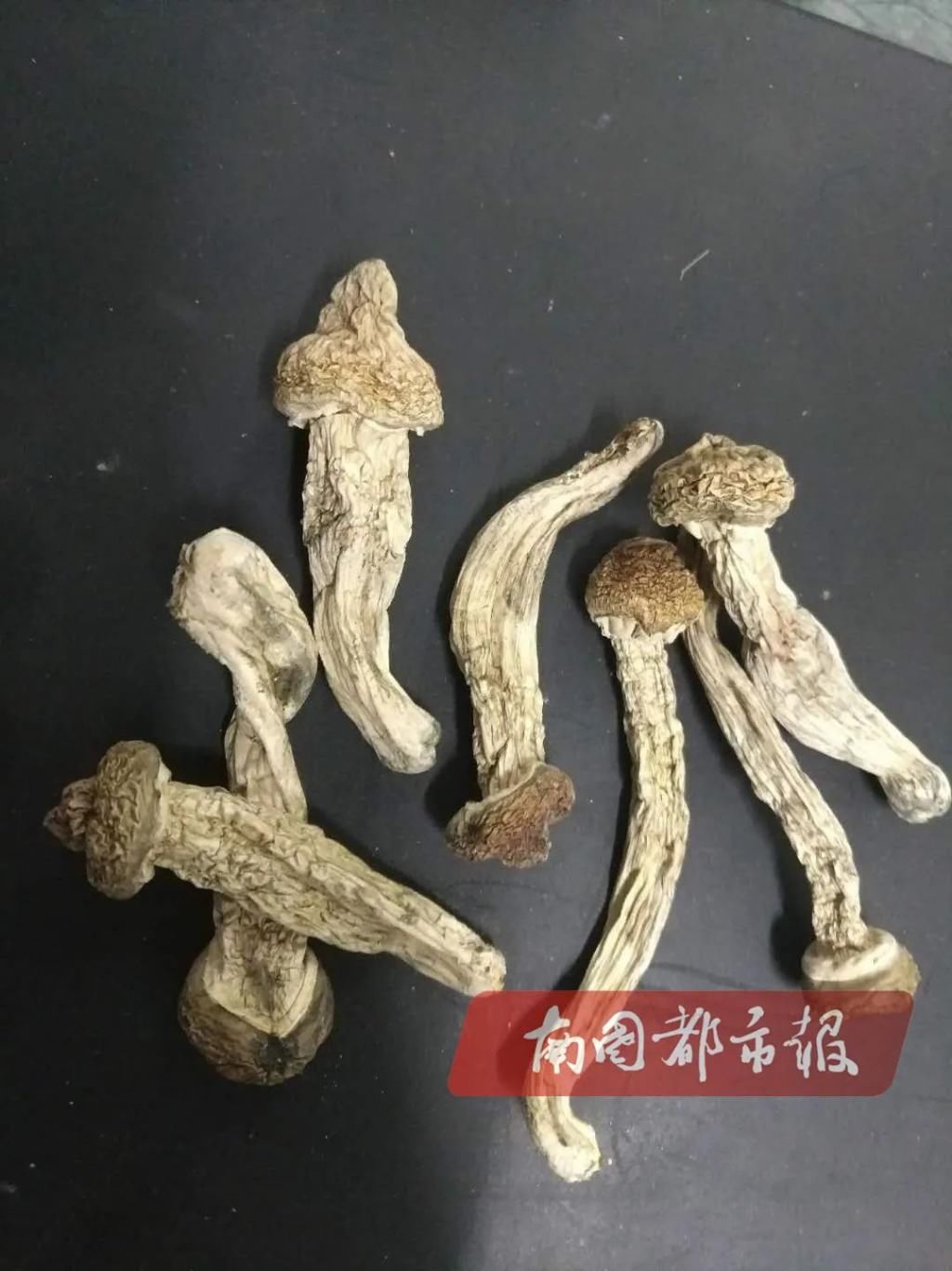  小心|茶树菇煲汤？小心了！这种“茶树菇”有毒，千万别碰