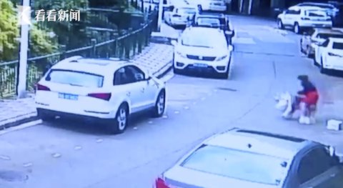  过路|秋田犬发狂连扑多人 过路大爷被咬到动脉