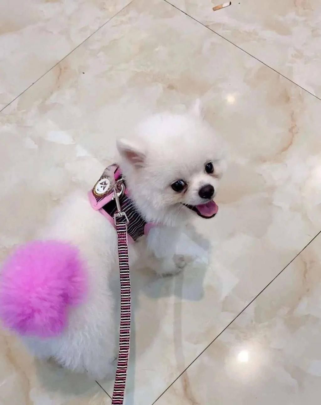 某地|谴责 | 凌晨！潮南某地几名男子顺手牵“狗”…