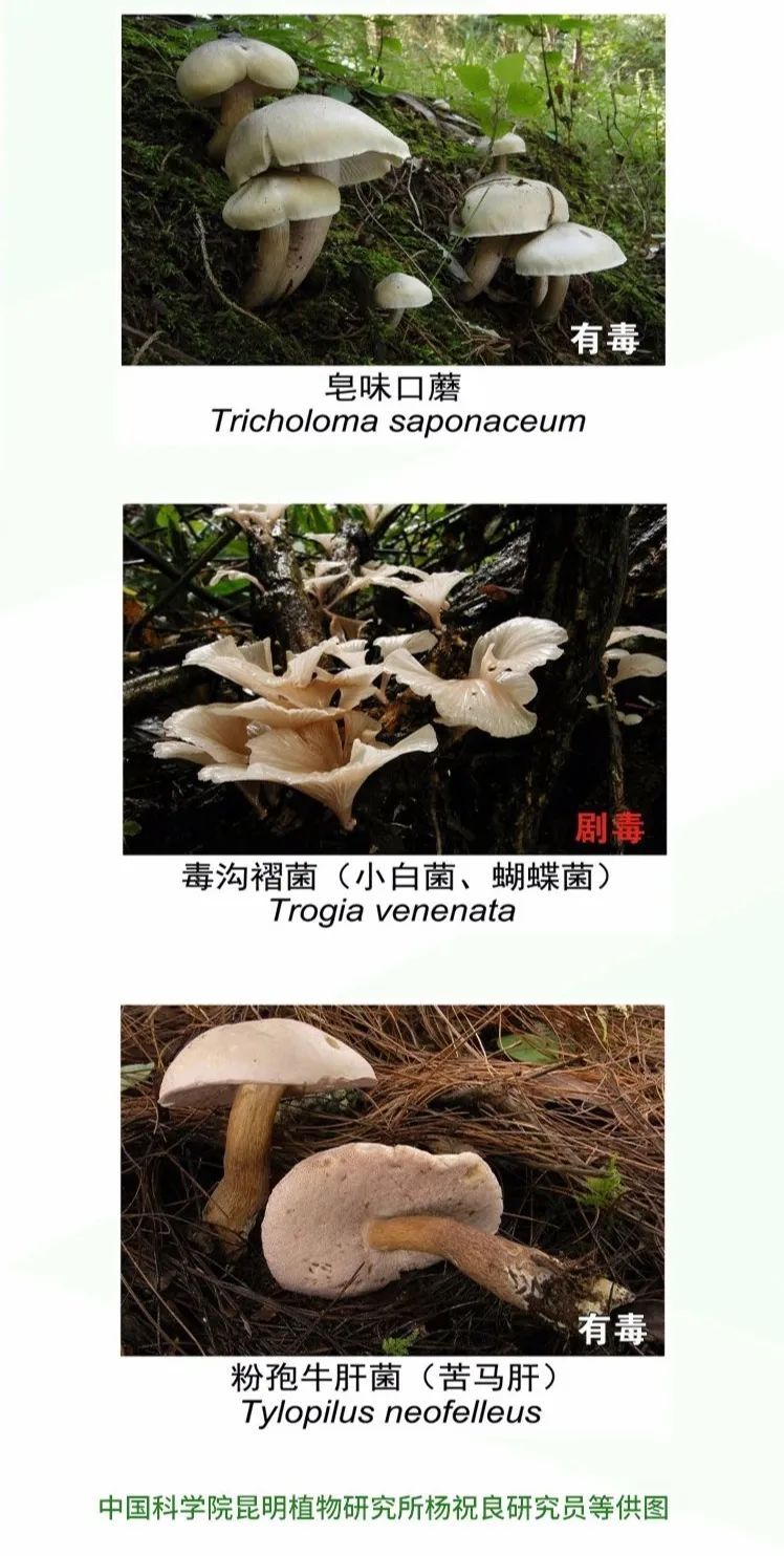  野生|吃货小心！野生菌可不要乱吃哦！