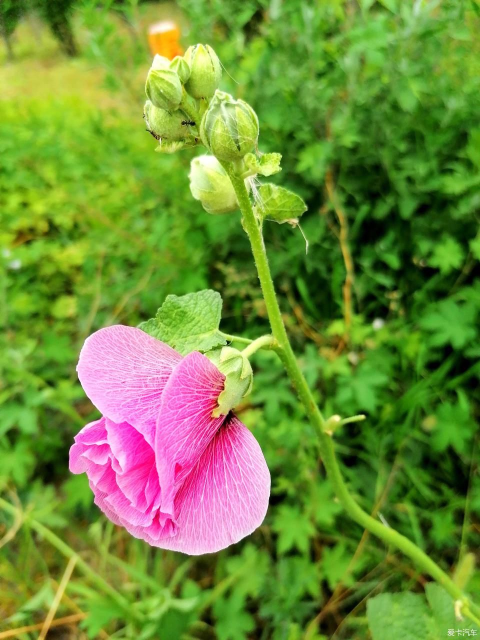 蜀葵|盛夏赏蜀葵，观花心情爽！