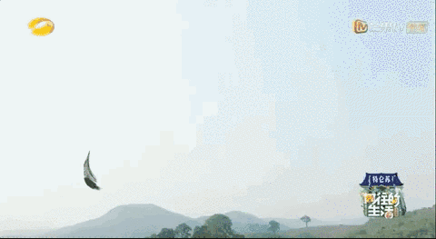  丹丹|四季过去了，它还是国内最治愈的慢综艺