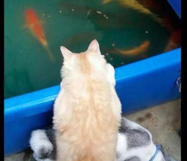  女子|女子买回金鱼放缸里，家里猫咪急忙跑上前，眼勾勾盯着等待时机