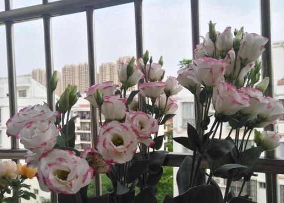 漫天|本周结束后，桃缘漫天，爱神助攻，旧情始终不变，复合再相爱