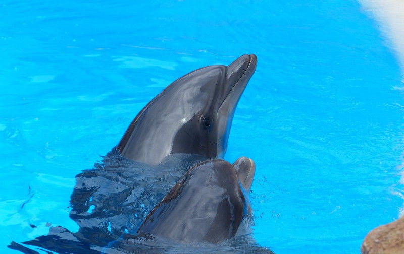  迎来|8月中旬，缘分天降，桃花满地，迎来幸福爱情的四大生肖！