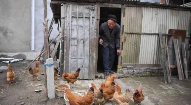  实话|俗话“男怕属鸡，女怕属羊”是什么意思？农村老人告诉大实话