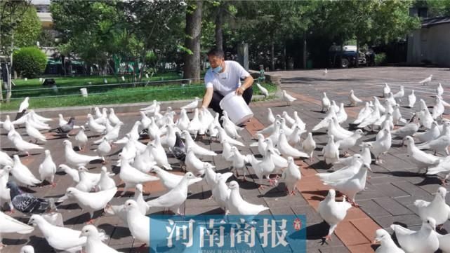  工作|小伙在紫荆山公园做鸽子生意，一做就是20多年，生意好时一月赚6000多