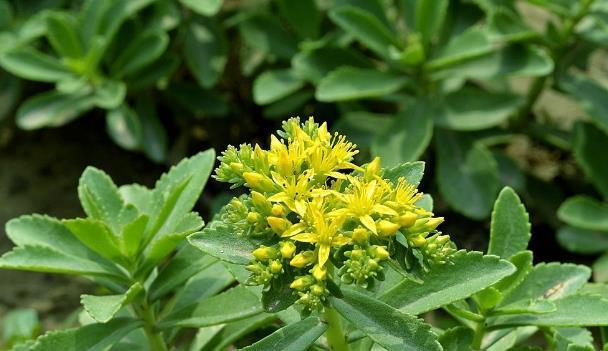  火养|三七作为食材，吃法搭配营养又美味，排毒去火养颜！别说了快看