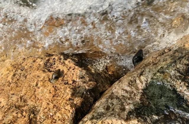 美味|客家山间这种美味,叫人欲罢不能