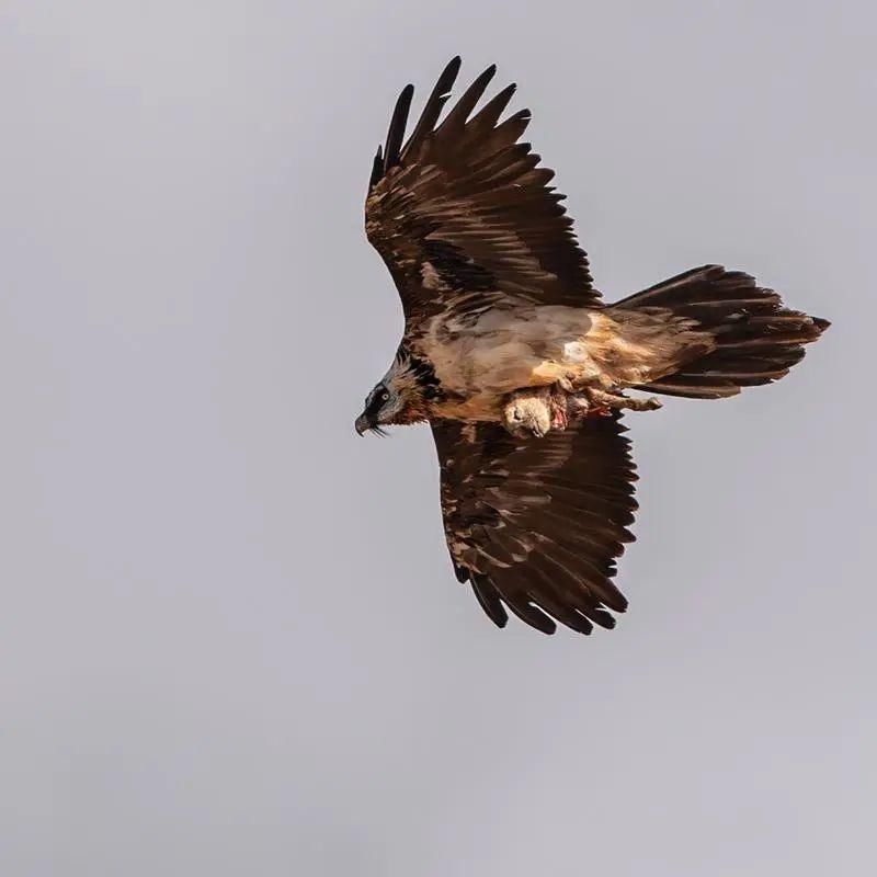  深圳|可可西里的守护者！深圳男子用镜头记录荒原上的藏羚羊