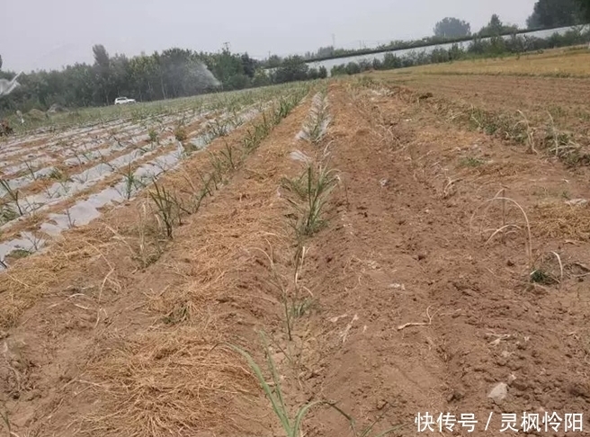 即将|门外汉种甘蔗不懂方法,30亩甘蔗即将打水漂,难倒甘蔗汉