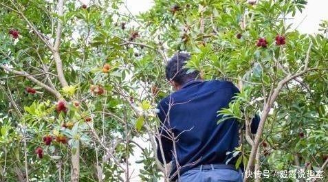  爬树|六旬老人偷爬树采杨梅坠亡，家属向景区索赔60万：树太容易爬