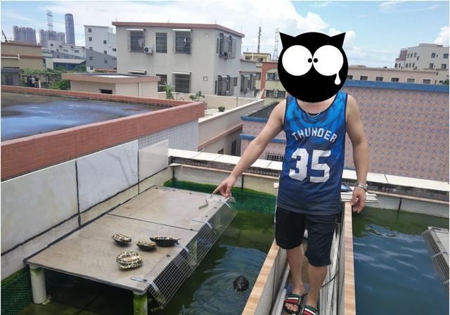  非洲灰鹦鹉|113只野生保护动物当宠物？你的证件办齐了吗？