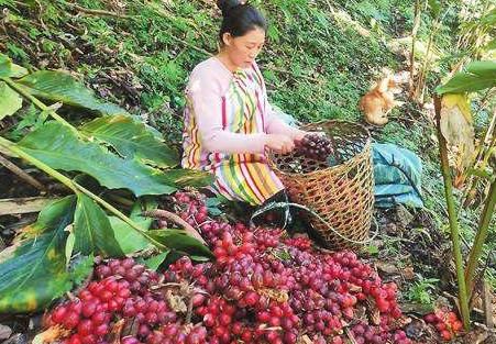 生姜|南方才能种植，根似生姜果像红枣，很多人以为有毒，却卖35元1斤