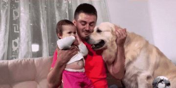 狗狗|主人抱了孩子回家,金毛一声不吭也不理人,充话费送的?