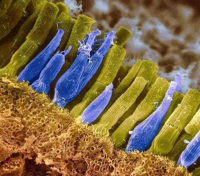  世界|鸟类能看到人类看不到的世界，最新研究发现，和鸟类比我们像色盲