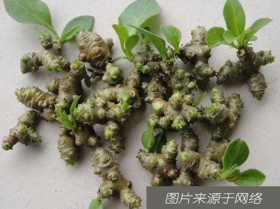  养生|长在树上的“生姜”，长相丑陋少有人识，老农心中的“养生菜”！