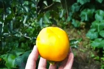 苹果|自带“冰糖心”的云南脆柿,爽似苹果,香甜不带涩