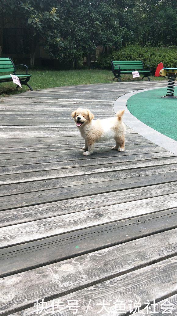  流浪|草丛里跑出来只流浪小奶狗，小家伙笑脸盈盈望着女孩，可爱极了