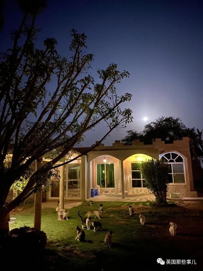  沙漠|霓虹妹子嫁到阿联酋，在5万平米的沙漠＂后院＂里养猫养骆驼?!