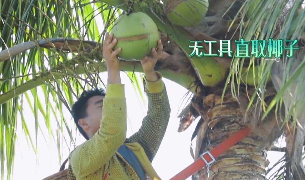  黄磊老师|请村里爬树高手帮忙摘椰子，谁注意黄磊回的啥礼？明星就是大手笔