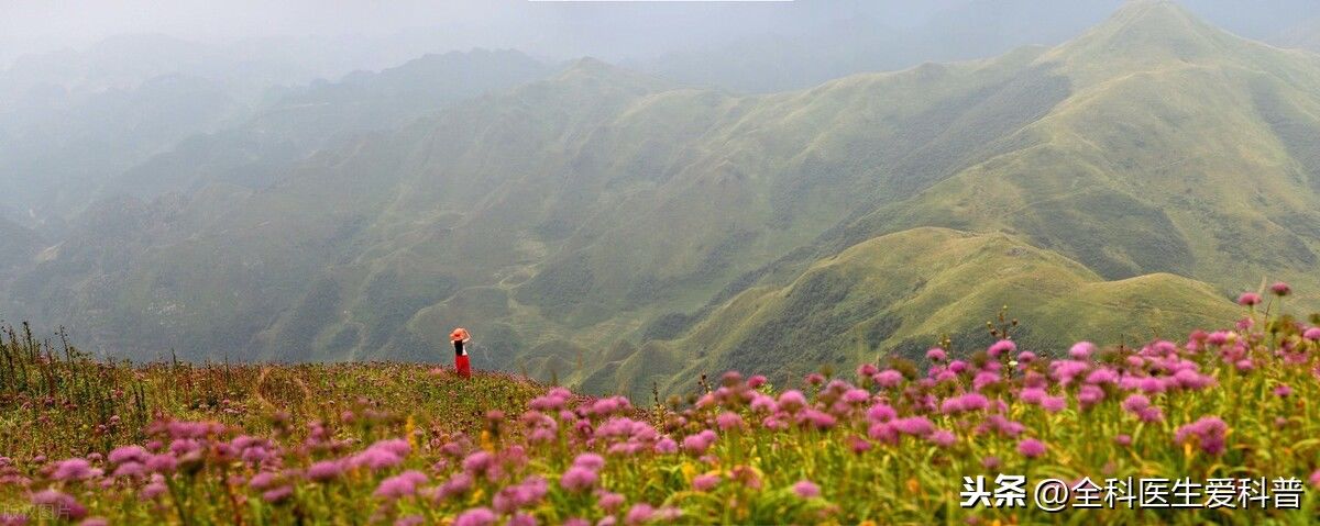漫山遍野|心绞痛吗?漫山遍野的小根蒜就能解决