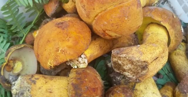  中毒|这些蘑菇，你认识吗？虽然味美，但也会中毒，食用时要小心辨别